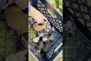 These might be the cutest puppies ever born 🐶