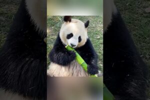 They Adopted A Lonely Panda 🐼❤️ #shorts