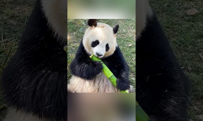 They Adopted A Lonely Panda 🐼❤️ #shorts