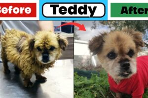 They Threw Away Their 15 Year Old Blind Deaf Dog! Teddy's Story - Takis Shelter