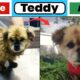 They Threw Away Their 15 Year Old Blind Deaf Dog! Teddy's Story - Takis Shelter