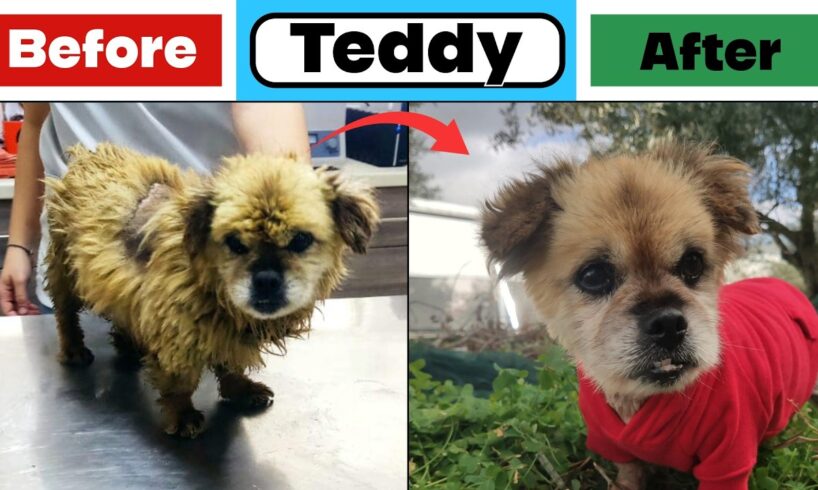 They Threw Away Their 15 Year Old Blind Deaf Dog! Teddy's Story - Takis Shelter