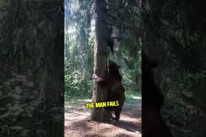 This Bear Climbs a Tree Chasing a Man!