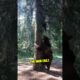 This Bear Climbs a Tree Chasing a Man!