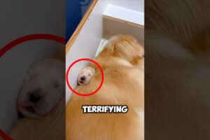 This Golden Retriever Accidentally Endangers Her Puppy's Life #shorts