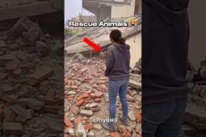 This Rescue Will Restore Your Faith in Humanity 🥺❤️ #animals #rescue #shorts
