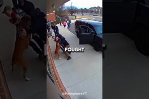 This Stray dog risks its life to save the kid who fed him everyday 😭 #shorts