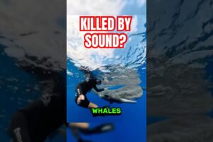 This Whale Could Kill You With Sound 😳