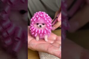 This are the tiniest most cutest puppies in  the planet # cute ppupiev