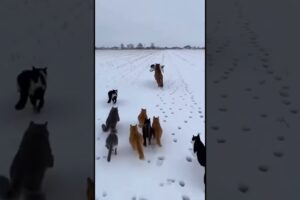 This cat successfully rescued a puppy in the freezing winter.❤️ #animals #wildlife #shortvideo  #cat