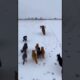 This cat successfully rescued a puppy in the freezing winter.❤️ #animals #wildlife #shortvideo  #cat