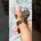 This family rescued a baby marmoset alone on the road and then ... #marmoset #wildanimals
