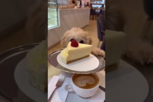 This is the cutest puppies 🐶 #maltipoo #highlights #pets #cute