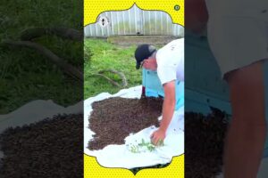 This man found a treasure of Honey Bee 🐝 on the roof of his house.
