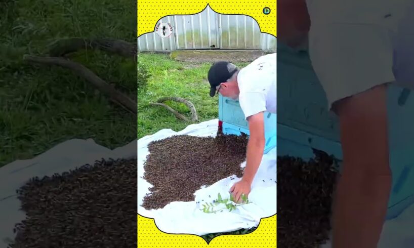 This man found a treasure of Honey Bee 🐝 on the roof of his house.