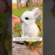 This man rescued a helpless baby bunny on the cold ground and then...