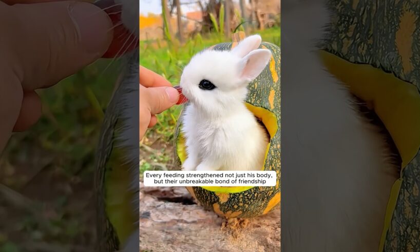 This man rescued a helpless baby bunny on the cold ground and then...