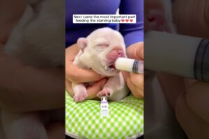 This man rescued a tiny puppy drowning in a drainage ditch and then ...