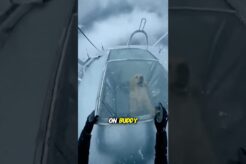 This puppy was TRAPPED during a storm😱... #animalrescue