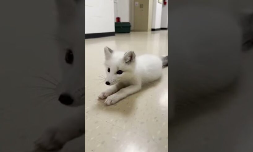 This researcher rescued an abandoned newborn arctic fox kit and then raised it #viral #trending #sho