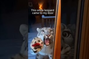 This snow leopard rescued its cub #snowleopard#rescue #wildliferescue #animals