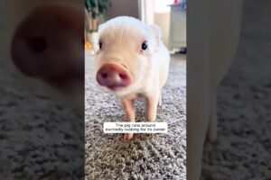 This tiny piglet fell off a truck and then was rescued by a kind man