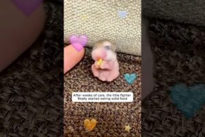 This woman rescued a helpless baby hamster on a rainy road and then...