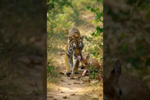 Tiger Attacks Deer on Forest Road#mobilelegends#ai #wildtv#animals#shorts#viral#backyard#tiger #yts