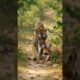 Tiger Attacks Deer on Forest Road#mobilelegends#ai #wildtv#animals#shorts#viral#backyard#tiger #yts