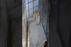 Tiger Attacks Guard During Feeding—Trained Man Fights Back and Safely Secures the Beast in Dramatic