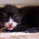 Tiny Tuxedo Cat Oreo Looks For a New Mother | Too Cute!