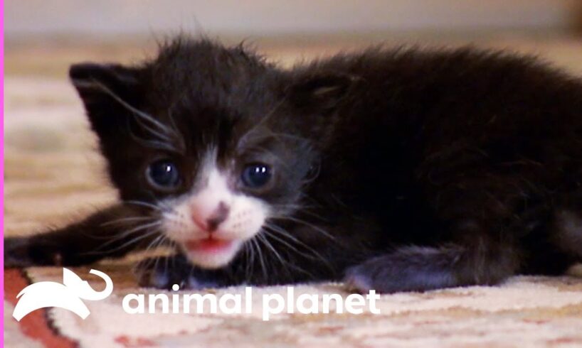 Tiny Tuxedo Cat Oreo Looks For a New Mother | Too Cute!