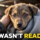 Top 10 Pet Rescue Videos That Will Make You Cry #2
