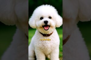 Top 10 dog breeds that have cutest puppies 🐶❤️#shorts #dog #puppy