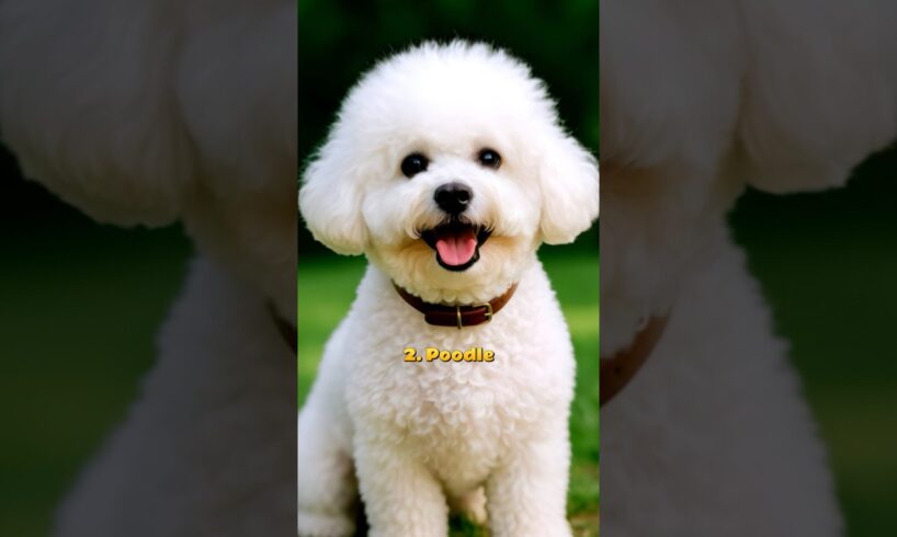 Top 10 dog breeds that have cutest puppies 🐶❤️#shorts #dog #puppy