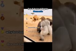 Top 5 Animal Fights Moments