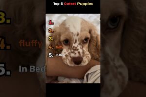 Top 5 CUTEST Puppies EVER