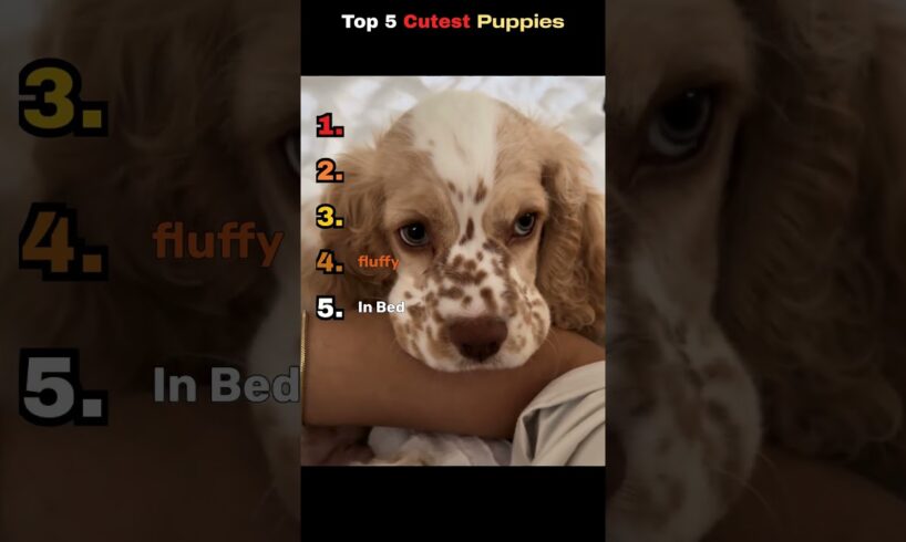 Top 5 CUTEST Puppies EVER