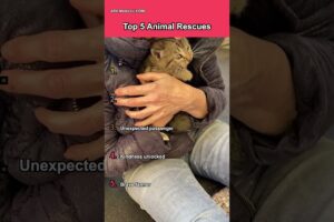 Top 5 animal rescues 🐾❤️