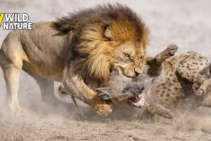 Top 50 Ruthless Lion BEAT UP Hyenas Ever Caught on Camera | Animal Fights