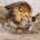Top 50 Ruthless Lion BEAT UP Hyenas Ever Caught on Camera | Animal Fights