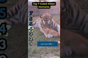 Top 7 Cutest Kitten Moments Countdown You Will Love 🐾