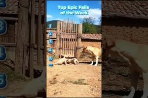 Top Epic Fails of the Week#funnyfail, #fail#silly#dogsoftiktok #dog #funnymoments #hilariousfails