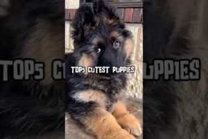 Top5 cutest puppies #youtubeshorts #dogbreed #ytshorts
