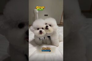 Two Cute Puppies Always Together 🤍🤍