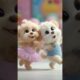 Two Cutest Puppies Dancing Together 🐶💃 You’ll Watch This Twice! 😍