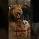 Two Pit Bulls vs One Lion – Unbelievable Encounter #lion #pitbull #animals