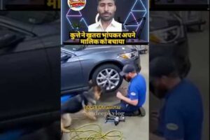 Unbelievable Moment Dog Saves Owner From Danger #savedog