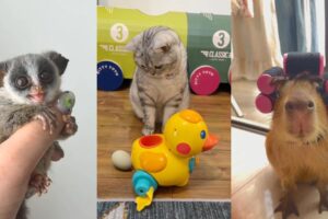 Unique animal rescue#lovestory #wildliferescue #rescue #wildlife #animals #cute #love #funny