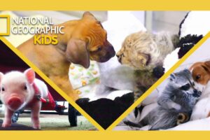 Unlikely Animal Friends Full Episode Compilation 🐶💗🐱 | @natgeokids